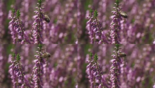 蜜蜂在以散景为背景的石南花丛中授粉的视频高清在线视频素材下载