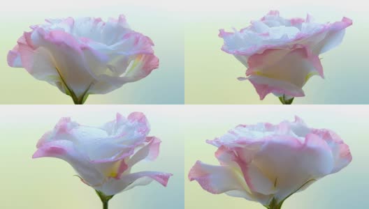自然日本蔷薇在露水中旋转高清在线视频素材下载