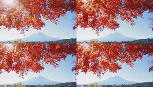 富士山的秋叶景观高清在线视频素材下载