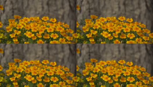 花园里亮橙色的花。公园里黄色的小花。高清视频画面高清在线视频素材下载
