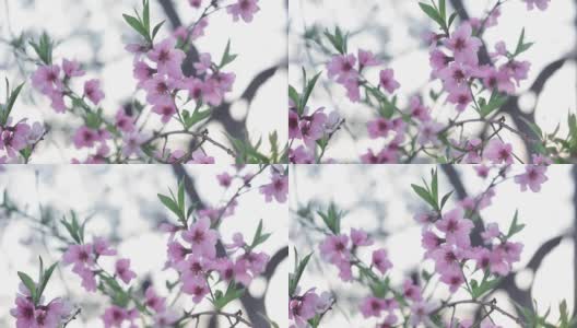 美丽的桃树花在花园里特写。春天的季节高清在线视频素材下载