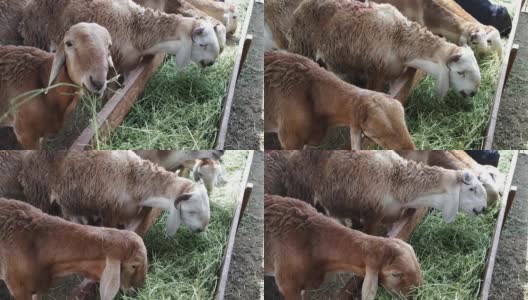 运动群羊在室内吃绿草，泰国地区的许多农产品。食草动物广告场景插入的动物概念。高清在线视频素材下载