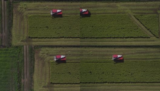 无人机镜头用巨大的联合收割机收割水稻高清在线视频素材下载