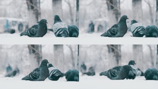鸽子在冬天在外面的雪地里吃葵花籽。背景中是行人和交通工具高清在线视频素材下载