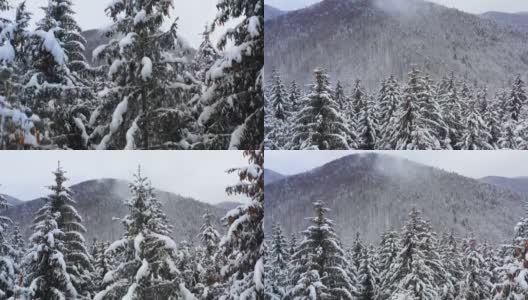 鸟瞰图:冬季森林。白雪覆盖的树枝在冬天的森林里。冬天的风景，森林，树木覆盖着霜，雪。航拍，冬季的山林。滑雪胜地高清在线视频素材下载