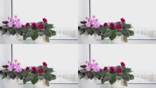室内开花的堇菜，冬天窗台上有粉红色和红色的叶子，外面下雪。风叶移动。高清在线视频素材下载