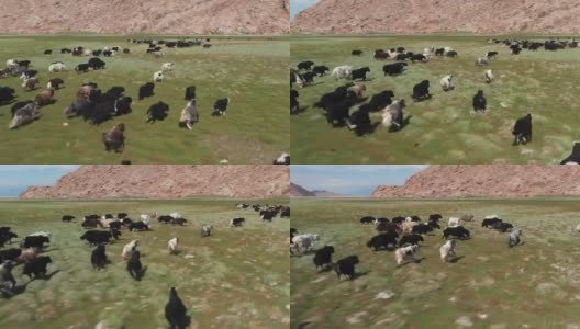 牦牛(牛)蒙古草原上的一群牦牛高清在线视频素材下载