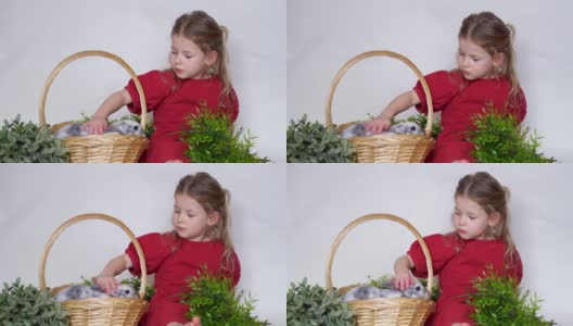 女孩和兔子在草篮子里。复活节游戏儿童和宠物。动物在家里。高清在线视频素材下载