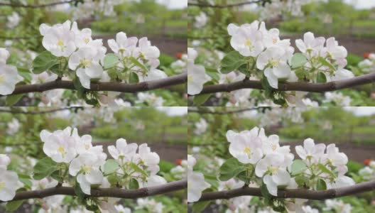 在蓝天的背景下，蜜蜂在花园里采集白色苹果花的花蜜。大自然在春天。园艺。野生动物。高清在线视频素材下载