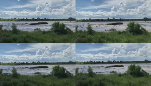 鳄鱼河洪水高清在线视频素材下载