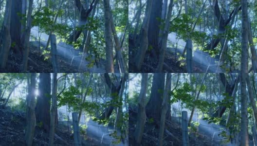 森林里一片辉光，阳光透过树林的树木高清在线视频素材下载