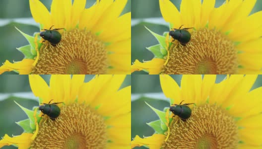 高清:金龟子吃向日葵的特写(视频)高清在线视频素材下载