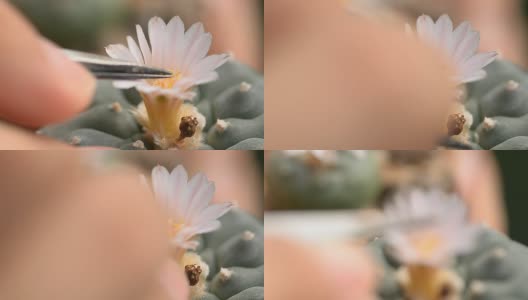 花的花粉是用镊子保存的高清在线视频素材下载