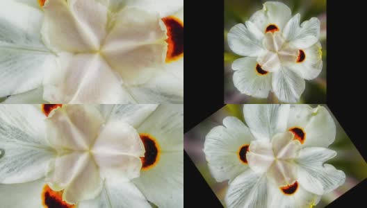 Macro Flower变焦4K高清在线视频素材下载