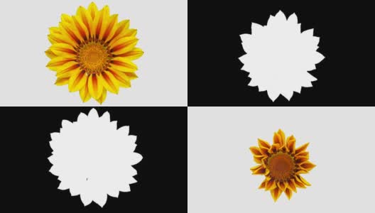 太阳花- Gazania盛开在一个时间流逝视频上的白色背景。包括阿尔法通道。高清在线视频素材下载