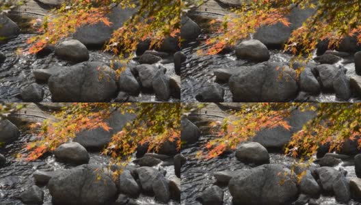 注意水面。枫叶和闪闪发光的河流正从绿色变成红色高清在线视频素材下载