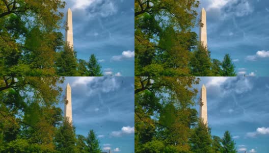 华盛顿纪念碑的落叶4k高清在线视频素材下载