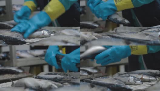 冷冻鱼正在被工厂的工作人员清洗。运输机构是鱼类的搬迁加工。高清在线视频素材下载