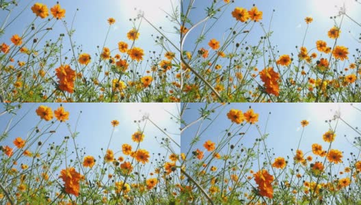 黄硫宇宙花盛开在一个花园背景阳光和蓝天高清在线视频素材下载