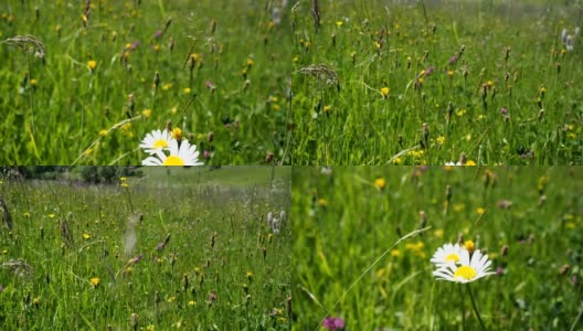 绿色阳光草地与各种花卉在高清高清在线视频素材下载
