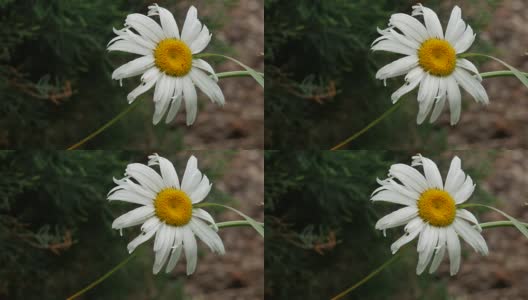 贝基·沙斯塔黛西，特写高清在线视频素材下载