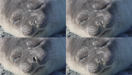 南极洲的象海豹高清在线视频素材下载