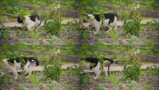 猫咪从小溪边跑开，在夏日的花园里，慢镜头高清在线视频素材下载