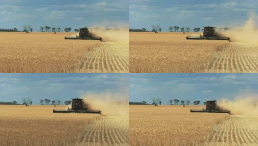 西澳大利亚小麦丰收高清在线视频素材下载