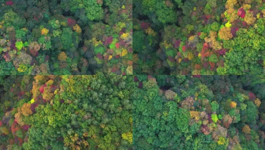 空中视频的山，是彩色的秋天的树叶。track-right pan-right高清在线视频素材下载