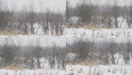 田野上下着大雪，草地干枯。冬季自然背景高清在线视频素材下载