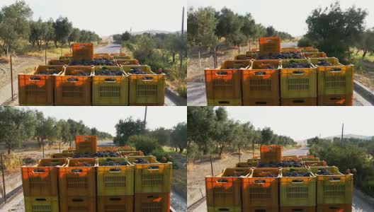 意大利南部:用小货车搬运葡萄园里的葡萄箱高清在线视频素材下载