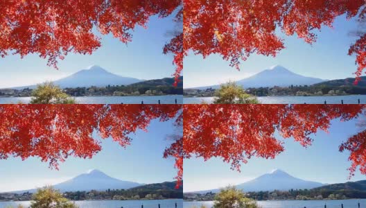 富士山的秋叶景观高清在线视频素材下载