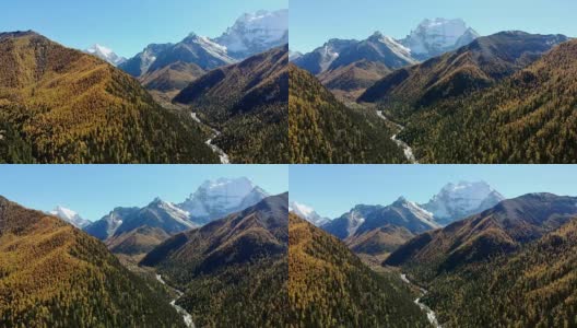 鸟瞰亚丁自然保护区以松林和雪山为背景的秋谷高清在线视频素材下载