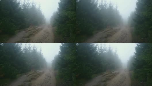 迷雾中的神秘森林高清在线视频素材下载
