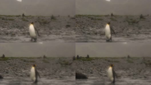 南乔治亚企鹅-王企鹅的殖民地高清在线视频素材下载