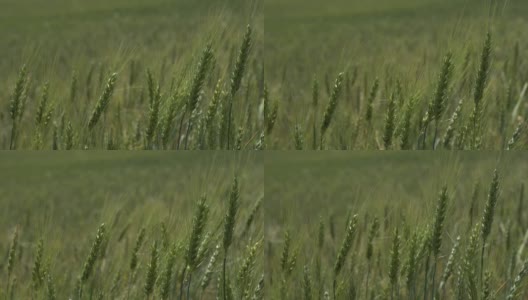 麦田里的小麦正在成熟高清在线视频素材下载