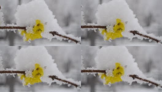 春天下雪的时候，黄花覆盖着一层雪高清在线视频素材下载