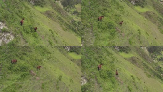 两匹棕色的大马，其中一匹正从陡峭的山坡上走下来高清在线视频素材下载