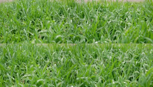 新鲜的绿草用露珠夹住，露珠在绿草上连续不断。绿色户外自然近距离接触高清在线视频素材下载