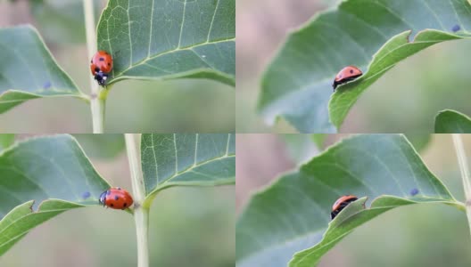 一只瓢虫在树叶上爬行高清在线视频素材下载