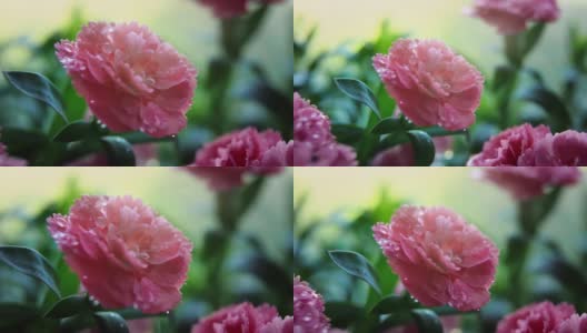 粉红康乃馨花在早晨的时间高清在线视频素材下载