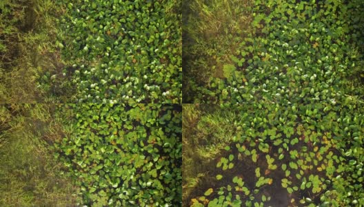 沼泽里的睡莲。漂浮的沼泽中，黄色的睡莲花，绿叶。Waterlilia在野外。高清在线视频素材下载
