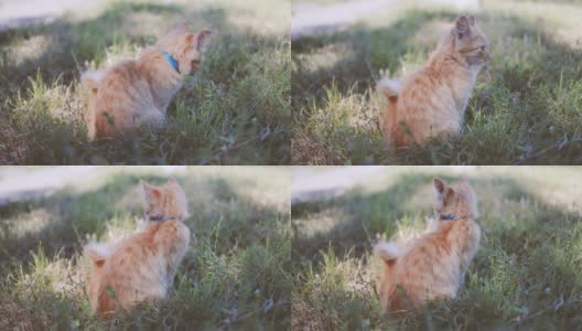 可爱的姜黄色毛茸茸的小猫，有着绿色的眼睛和蓝领的衣领，坐在阳光明媚的春天草地上放松。Tomcat看着摄像机高清在线视频素材下载