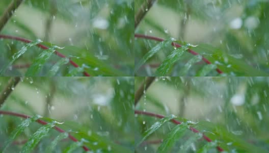 慢动作雨滴滴从绿叶蕨在下雨。特写水滴绿色叶子前景。微雨落在绿色植物叶子上。平静放松冥想和平的背景。高清在线视频素材下载