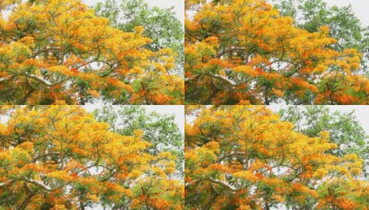 夏天公园顶部的橘红色火焰树盛开高清在线视频素材下载