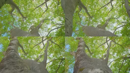 桦树分叉的树枝和苔藓覆盖的树干高清在线视频素材下载