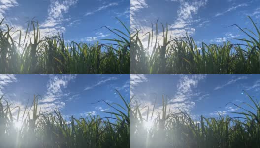阳光穿过甘蔗草地高清在线视频素材下载