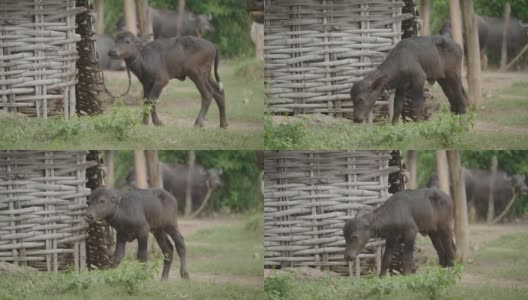 小水牛在牛棚的角落里吃草。驯养的家畜高清在线视频素材下载