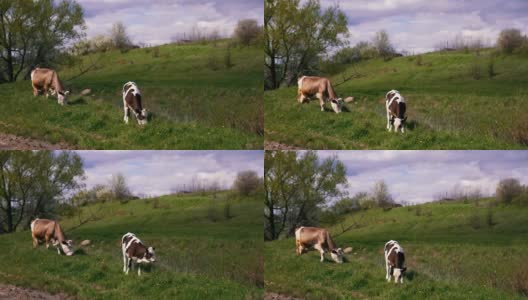 一群奶牛在田野里散步。休息和吃草的吸引人的母牛。高清在线视频素材下载