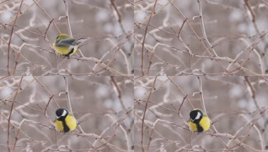 冬黄鸟栖息在树枝上。小山雀和霜冻高清在线视频素材下载